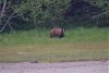 More bears eating grass and roots