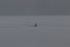 Whales as we were leaving Snug Harbor on a cold, dark, rainy day