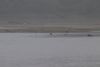 Eagles on the beach in Cannery Cove Pybus Bay