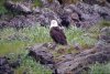 Majestic bald eagle