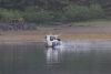That's Mr Shaw, the hunting lodge owner picking up his crab traps