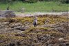 Blue Heron