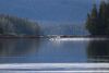 Float plane taking off