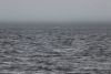 Some rough waters in Chatham Strait. You can barely see the big splash left over from a whale breaching