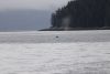 We have whales!!!