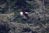 A little blurry but  so awesome when they soar!!