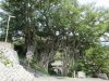 A very large Banyan tree