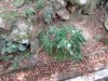 A curious plant that grew its stems and leaves into a circle