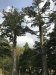 These are young cedars