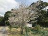 Blossoming Cherry trees