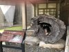 At the Yakusugi Museum
