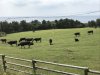 Happy cows