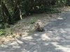 A type of short tailed Macaque monkey