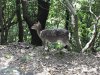 White tailed deer