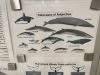 We saw the Orca, Sei, Humpback and Minke whales and the Commerson's dolphin