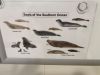 We saw all these seals!!