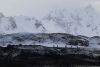 Adelie penguins