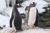 Gentoo penguins