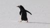 Love how they waddle!!