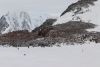 I walked all the way up to the Gentoo colony high on the rocks!!