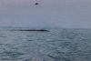 Humpback whale