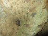 A bat