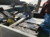 Mainly small fish already packed in ice